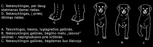 galunes